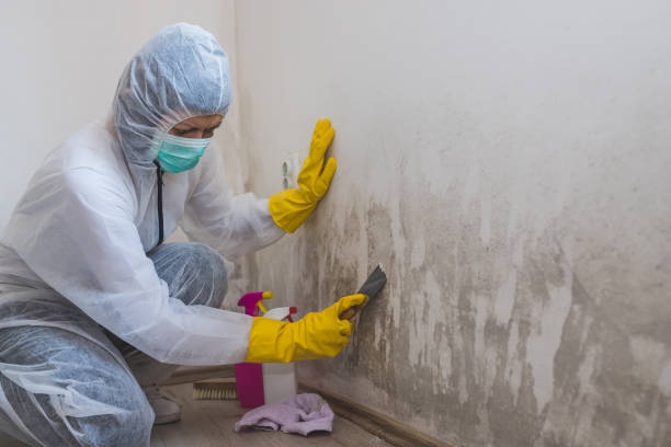 Best Crawl Space Mold Remediation  in Parma, ID