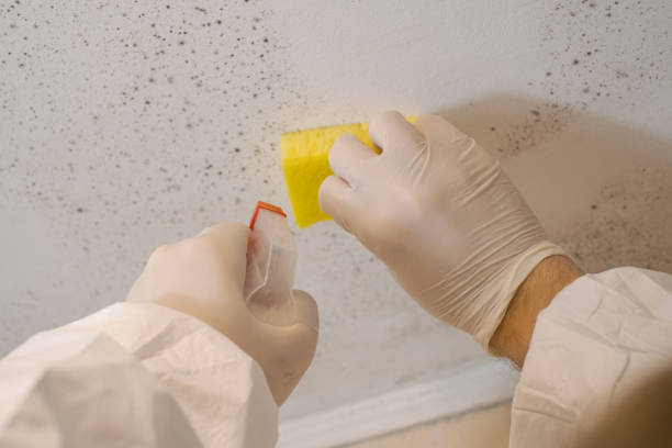 Best Biohazard Mold Removal  in Parma, ID